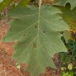 Solanum crinitum Blatt