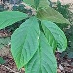 Pachystachys coccinea Feuille