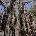 Ficus virens Habitat