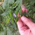 Scutellaria galericulata Flor