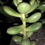 Sedum hernandezii Foglia