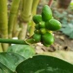 Aglaonema commutatum Frukt