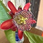 Passiflora alata Virág