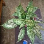 Aglaonema costatum Habitus