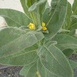 Verbascum thapsus Leaf