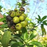 Volkameria heterophylla Fruit