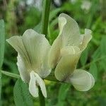 Vicia grandifloraKwiat