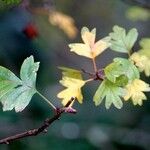 Crataegus rhipidophylla Levél