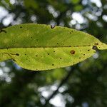 Turraea rutilans Leaf
