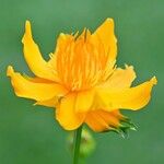 Trollius chinensisKvět