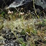 Antennaria alpina Hábitos