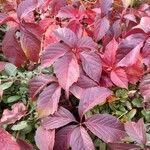 Parthenocissus inserta Leht