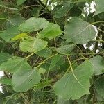 Populus nigra Leaf