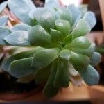 Graptopetalum macdougallii Leaf