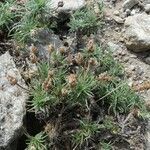 Plantago sempervirens Leaf