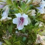 Echium decaisnei Flower