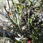 Staehelina dubia ഇല