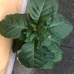 Nicotiana tabacum Blad
