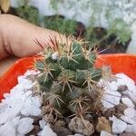 Mammillaria voburnensis 葉