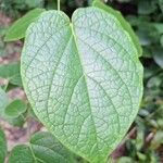 Clerodendrum welwitschii Leaf