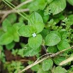 Spermacoce latifolia Hábito