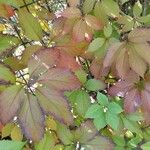 Parthenocissus quinquefolia Leaf