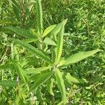 Vernonia noveboracensis Leaf