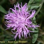Centaurea decipiens Flor