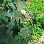 Solanum torvum Levél