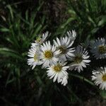 Symphyotrichum pilosum 花