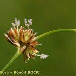 Juncus subnodulosus Frucht