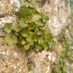 Cymbalaria muralis Leaf