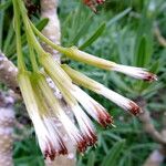 Kleinia neriifolia फूल