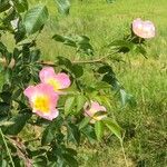 Rosa corymbifera Flower