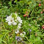 Ornithogalum thyrsoides Flower