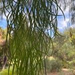 Acacia cognata Leaf