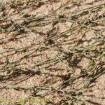 Polygonum aviculare Habit