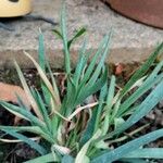Allium ascalonicum Leaf