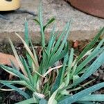 Allium ascalonicum List