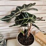 Alocasia longilobaΦύλλο