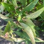 Acalypha virginica Blatt