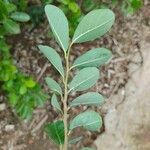 Annona spinescens Leaf