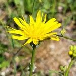 Gelasia hirsuta Flower