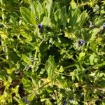 Asperugo procumbens Flor