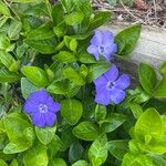 Vinca minorFiore