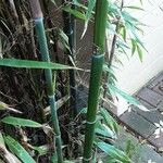 Phyllostachys nigra Corteccia