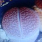 Lithops coleorum Leaf