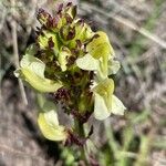 Pedicularis tuberosaÕis