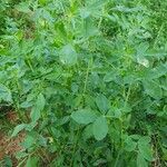 Trigonella foenum-graecumJani