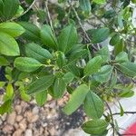 Ilex cassine Hoja